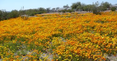 Field of Daisies