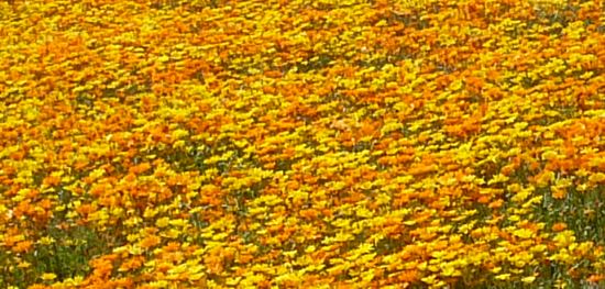 daisies